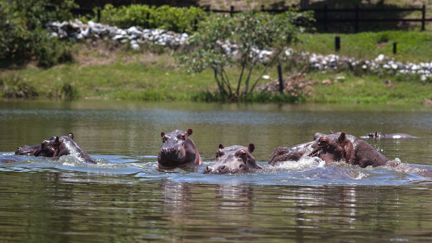 The hippopotamus population has grown steadily and the animals have become a hazard, the study argues.