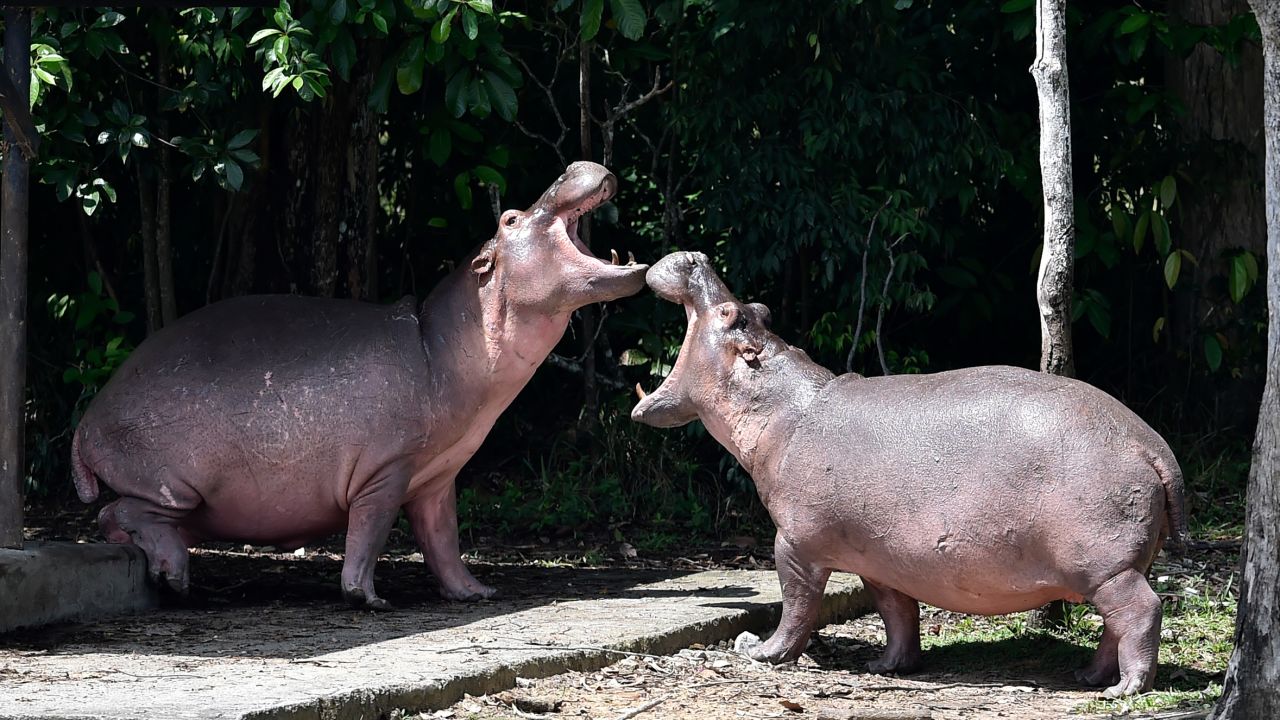 Hippos are seen at the Hacienda Napoles theme park, once the private zoo of drug kingpin Pablo Escobar at his Napoles ranch, in the Colombian town of Doradal on September 12, 2020.