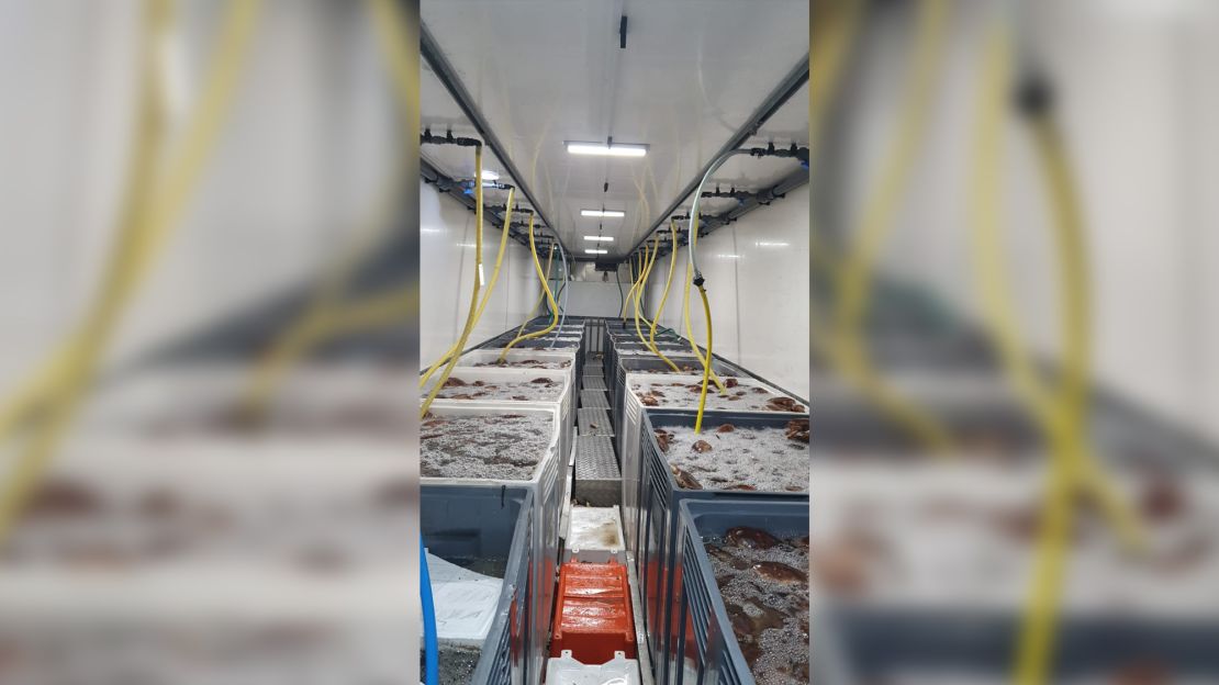 A DR Collin & Sons shipment of seafood destined for France worth more than $200,000. The company has lost more than 90% of its revenue since post-Brexit trading arrangements came into effect.