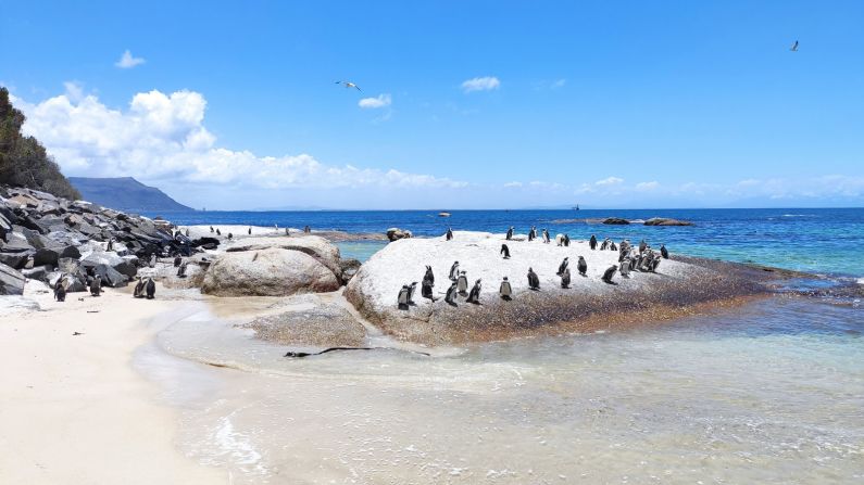 <strong>Few tourists:</strong> Popular spots like Boulders Beach in Simon's Town have been almost entirely free of foreign visitors since March 2020. 
