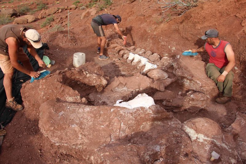 Titanosaur: Dinosaur fossils found in Argentina could belong to
