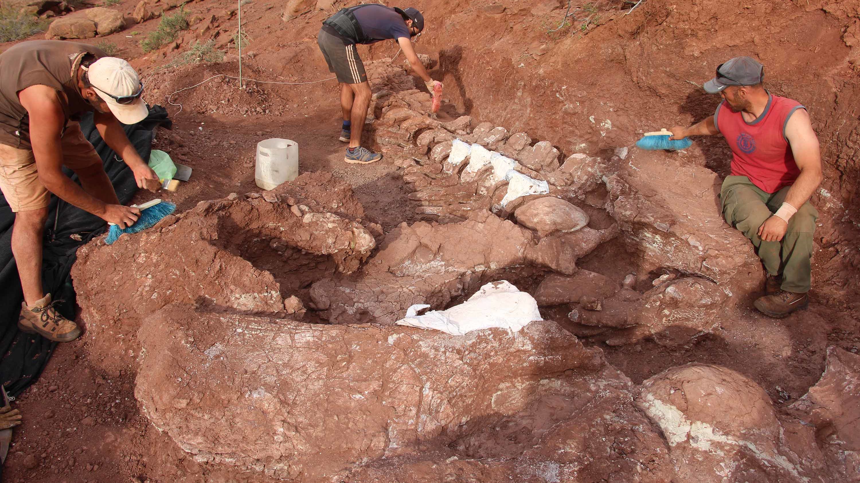 Paleontologists discovered the fossilized remains of a 98 million-year-old titanosaur in Neuquén Province in Argentina's northwest Patagonia.
