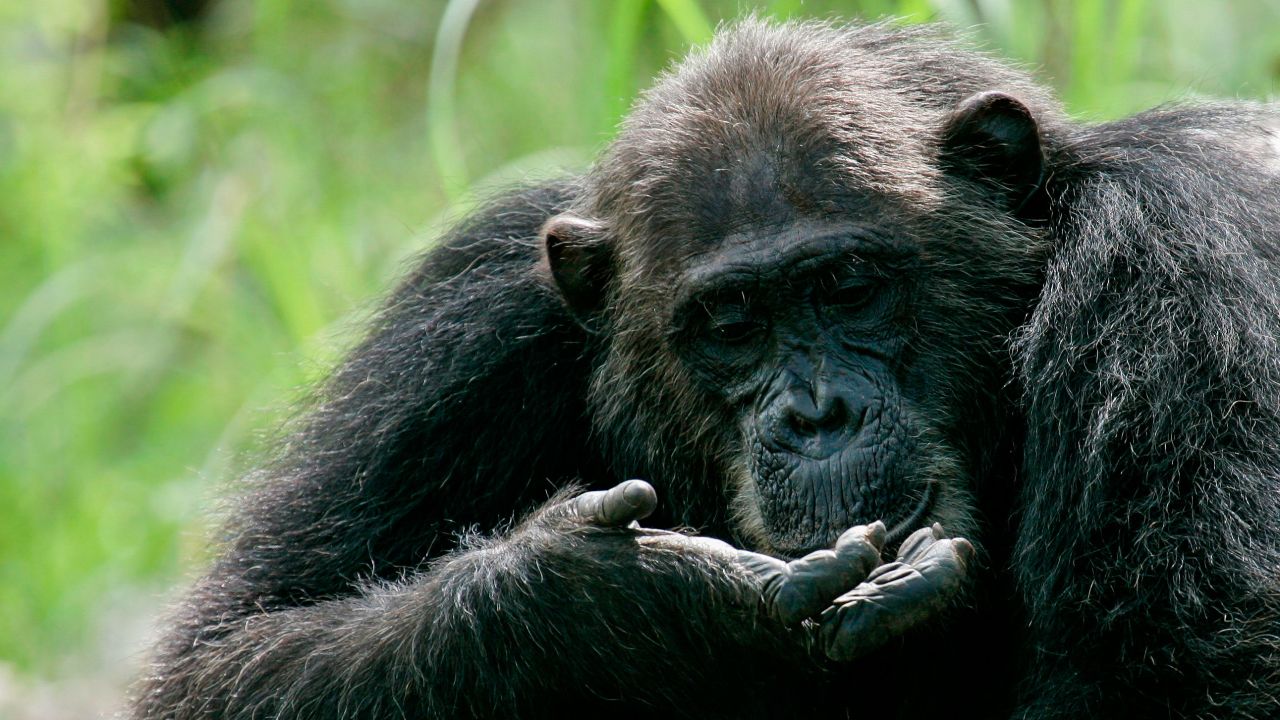 An eastern chimpanzee in Gombe Stream National Park, Tanzania, is shown here. An alpha male typically maintains his position at the top by building bonds with other male chimps in the social group, according to Michael Wilson, an associate professor at the University of Minnesota.