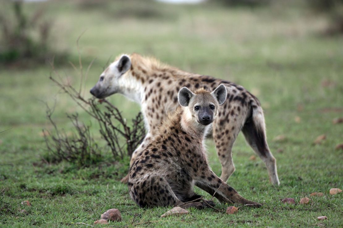 Spotted hyenas are shown here in the Masai Mara Game Reserve, Kenya. When a queen dies, her youngest daughter assumes the alpha female role. 