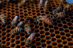 Worker bees surround a queen bee in a hive in Esteli, Nicaragua. The queen bee plays a central role in the colony's reproductive survival. 