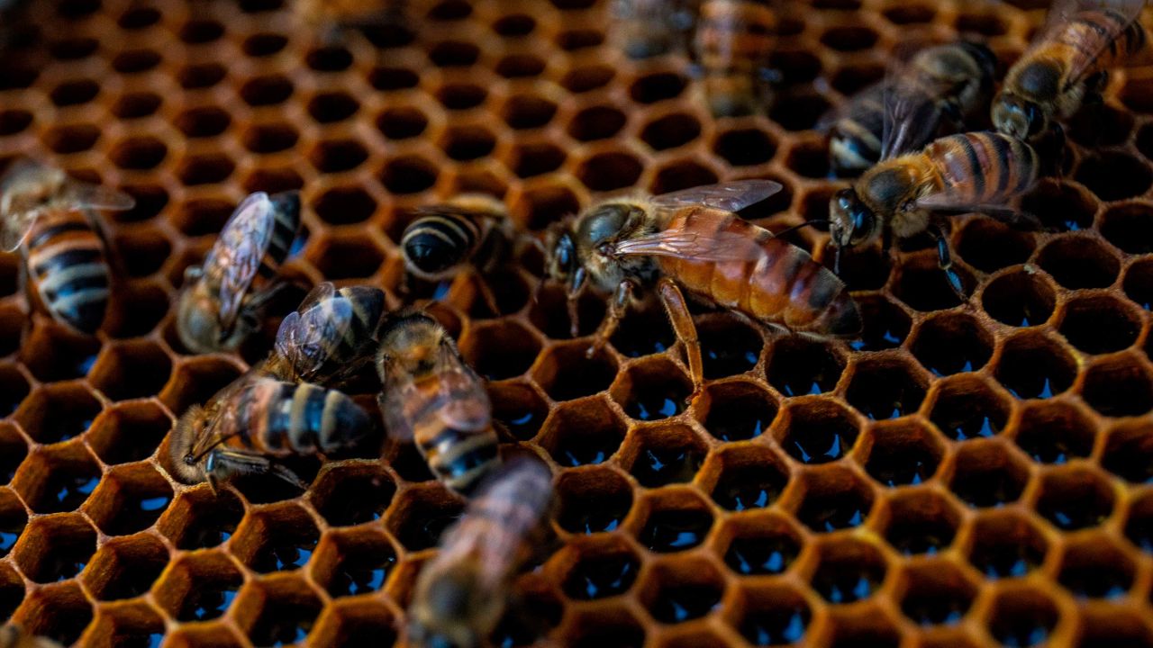 Worker bees surround a queen bee in a hive in Esteli, Nicaragua. The queen bee plays a central role in the colony's reproductive survival.