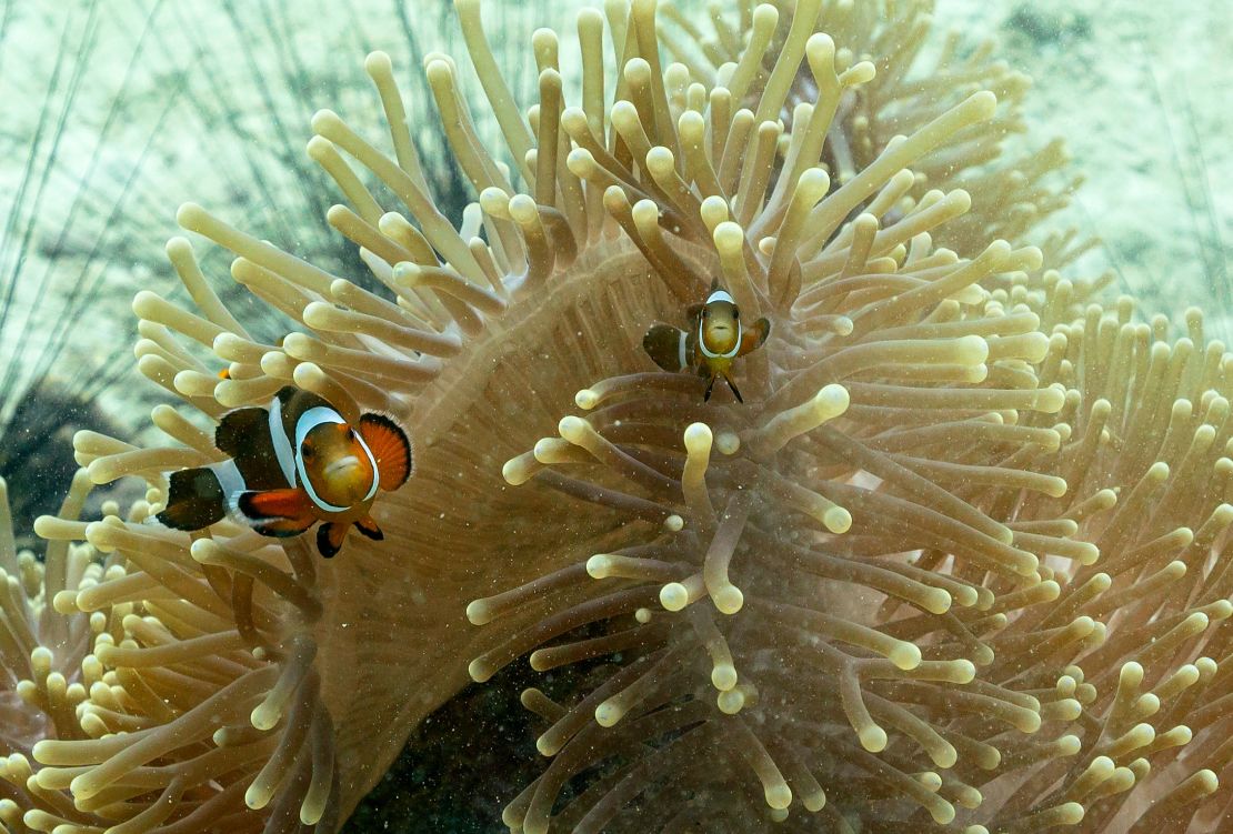 Clownfish are shown near Koh Lipe island in the Andaman Sea, off Satun province, Thailand. This reef fish switches sex when assuming power.