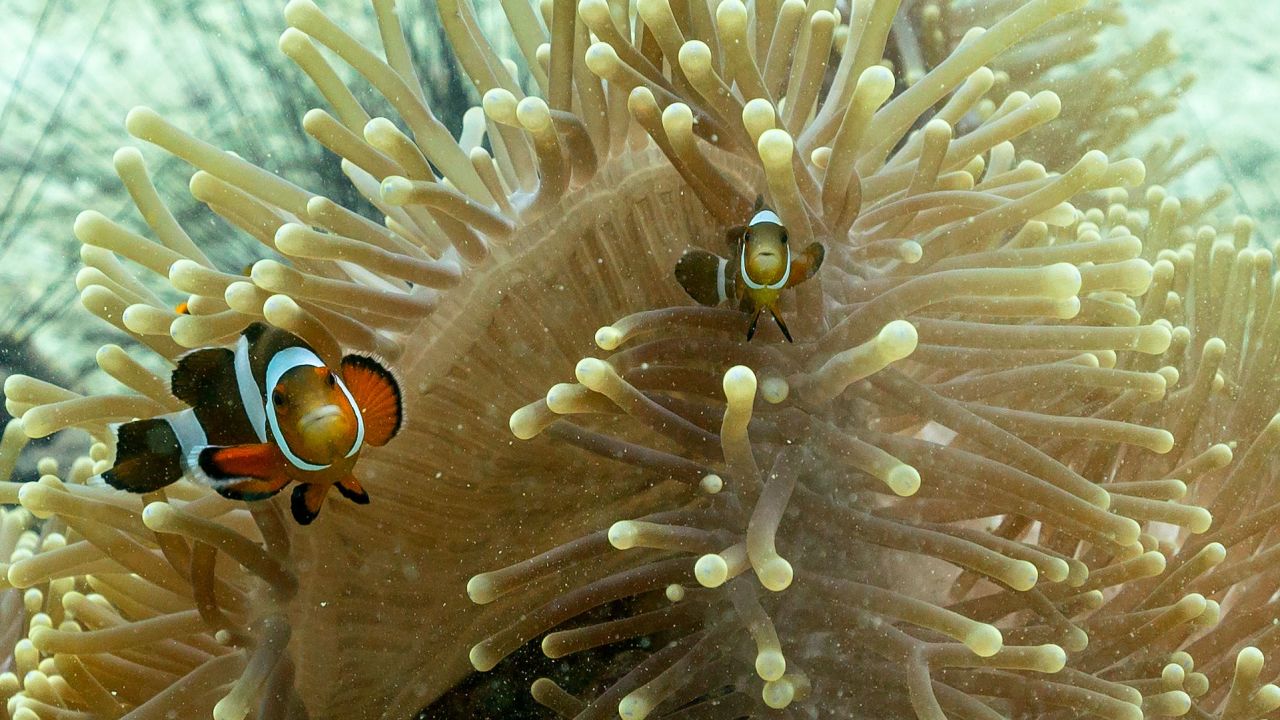 рыбы андаманского моря