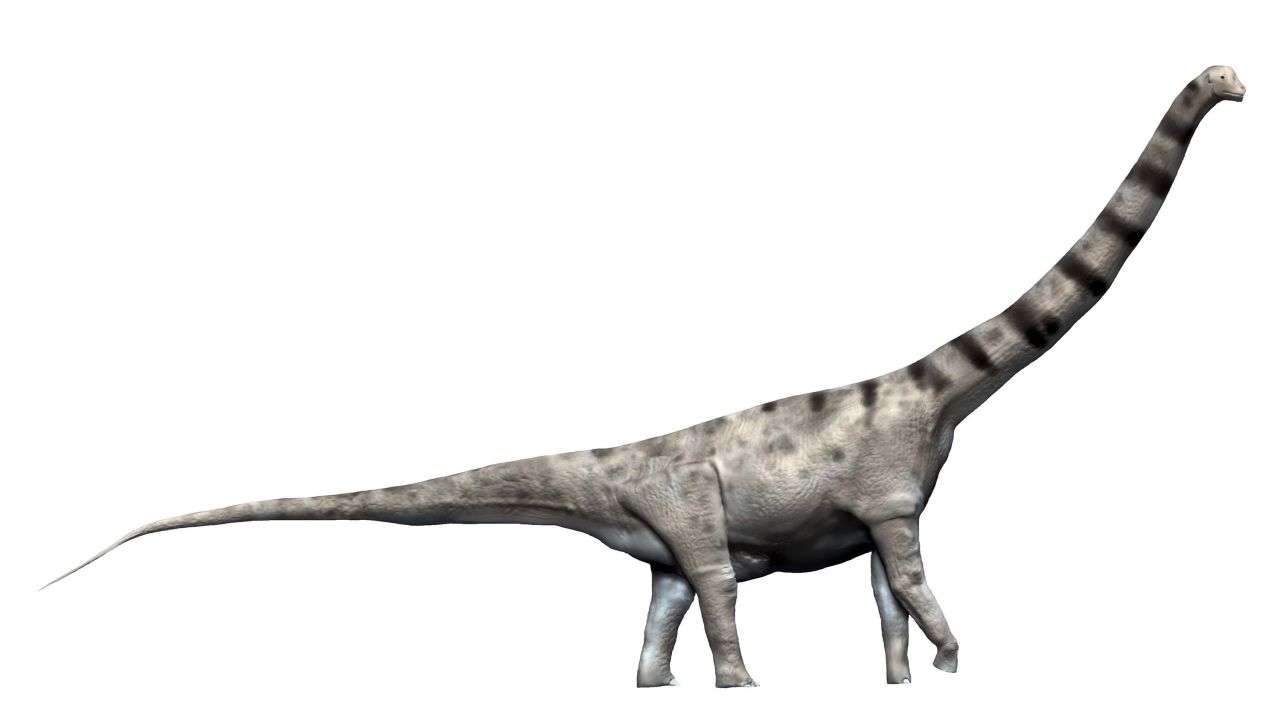 The newly discovered dinosaur is thought to have a body mass exceeding or comparable to an Argentinosaurus, which measured up to 40 meters and weighed up to 110 tons.