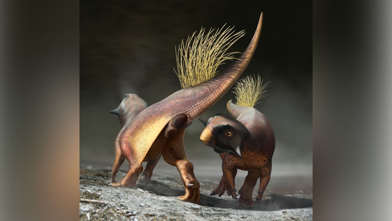 A reconstruction of Psittacosaurus illustrating how the cloacal vent may have been used for signaling during courtship.
