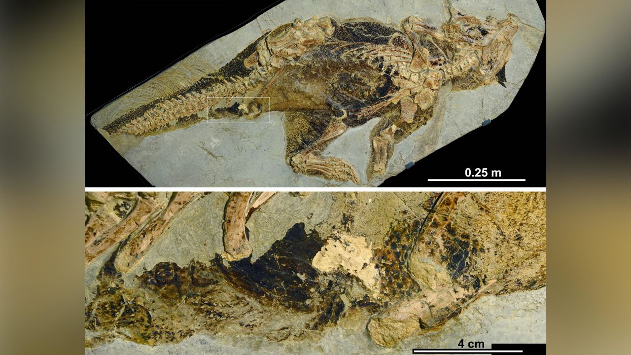 This Psittacosaurus fossil, in the collection of the Senckenberg Museum of Natural History in Frankfurt, Germany, preserves the only known dinosaur cloacal vent.