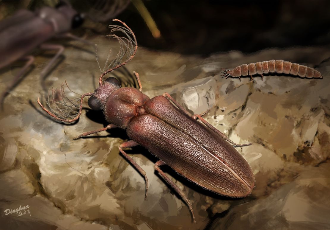The Cretophengodes beetle roamed the tropical forests of Southeast Asia nearly 100 million years ago during the Cretaceous period.