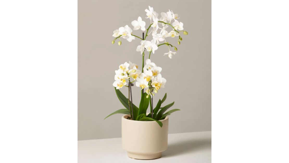 White Orchid