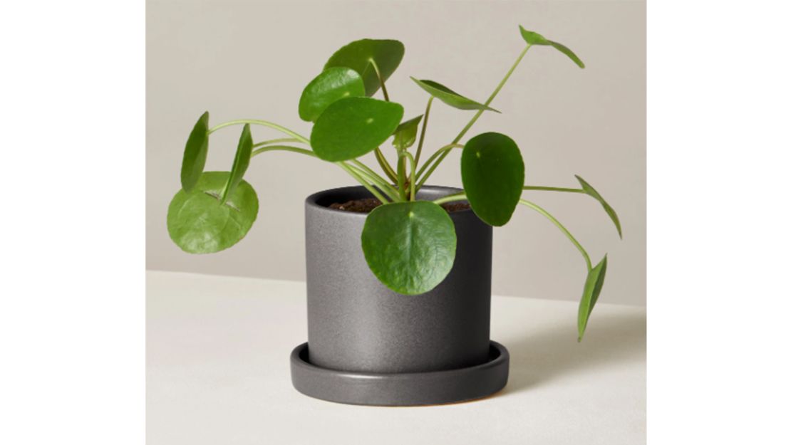 Pilea Peperomioides