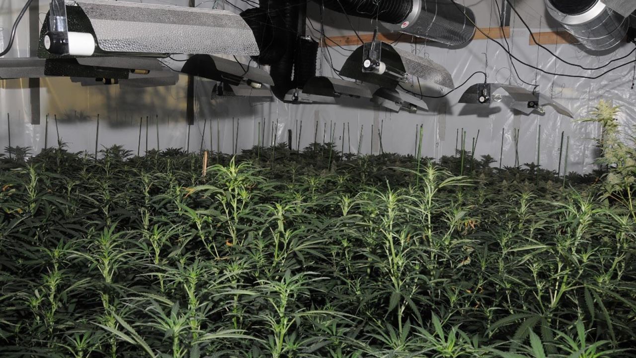 A "significant" cannabis factory has been discovered and destroyed by officers from the City of London Police.