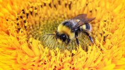 New studies have found that a commonly used pesticide is disrupting the sleep of bees.