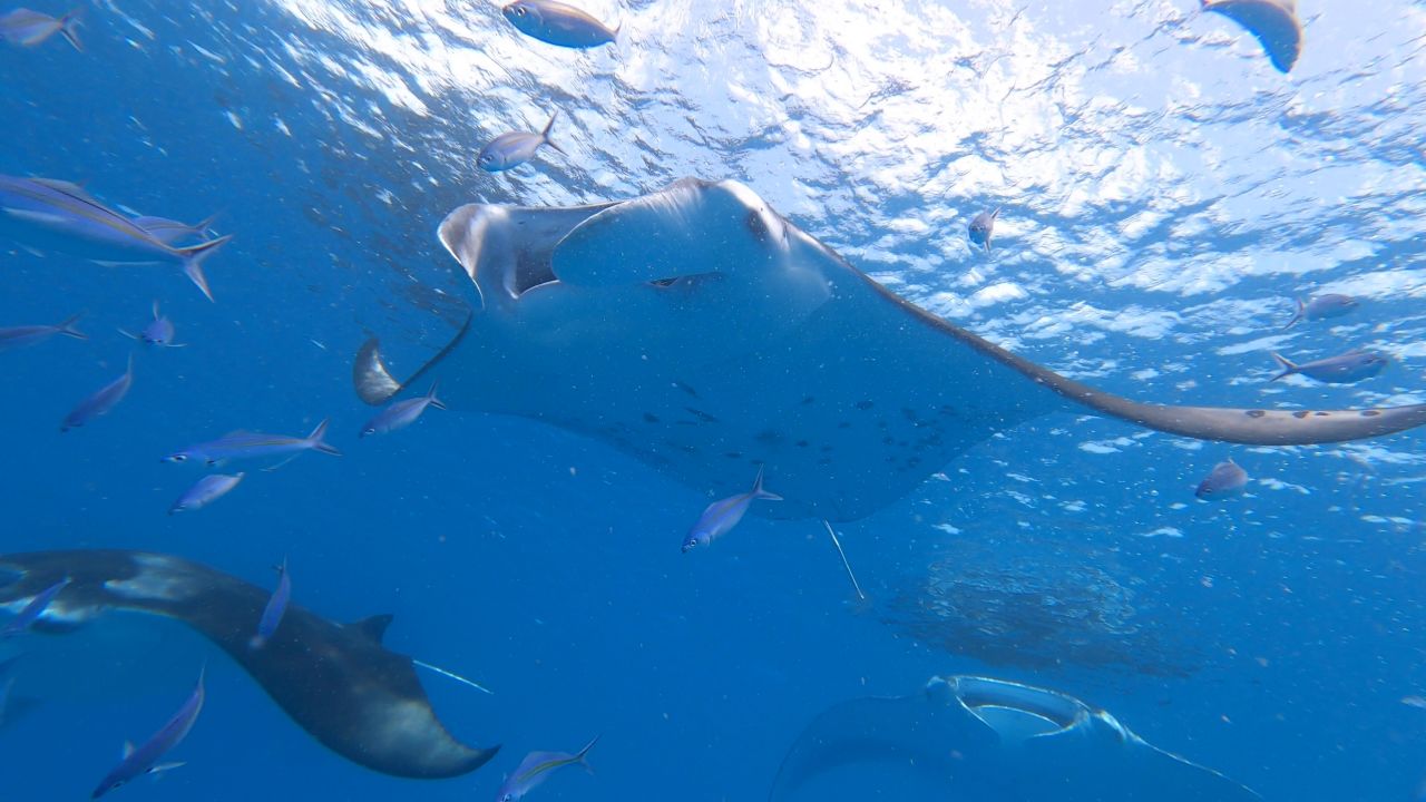 A protected manta ray swims in the waters of Maldives