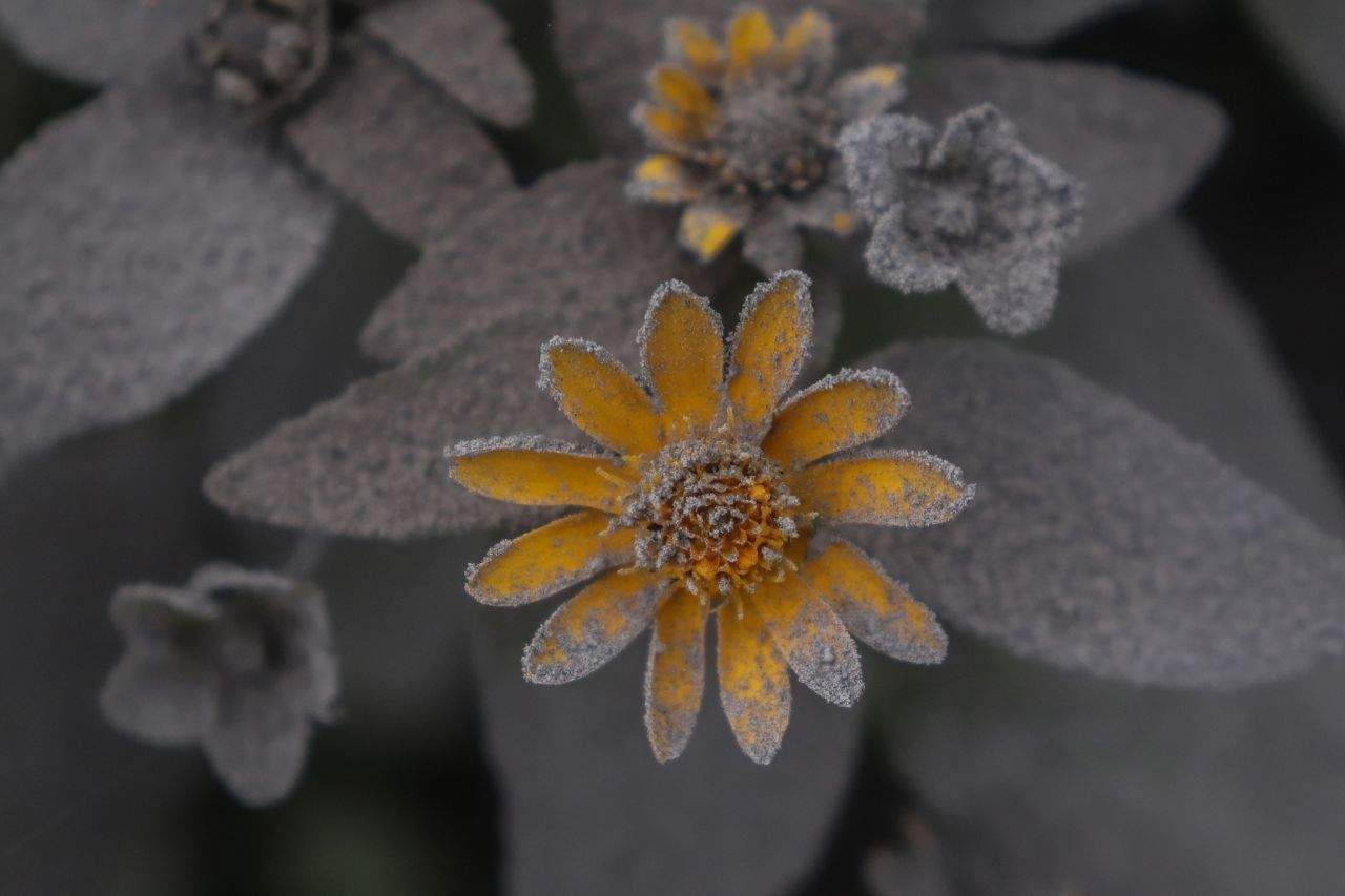 A flower is covered by volcanic ash on Sunday, January 17, a day after <a href="https://www.cnn.com/2021/01/18/asia/indonesia-disasters-earthquake-floods-intl-hnk/index.html" target="_blank">Mount Semeru erupted</a> in Lumajang, Indonesia.