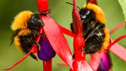 Scientists are researching why there is a drop in reported bee species over the past 30 years.