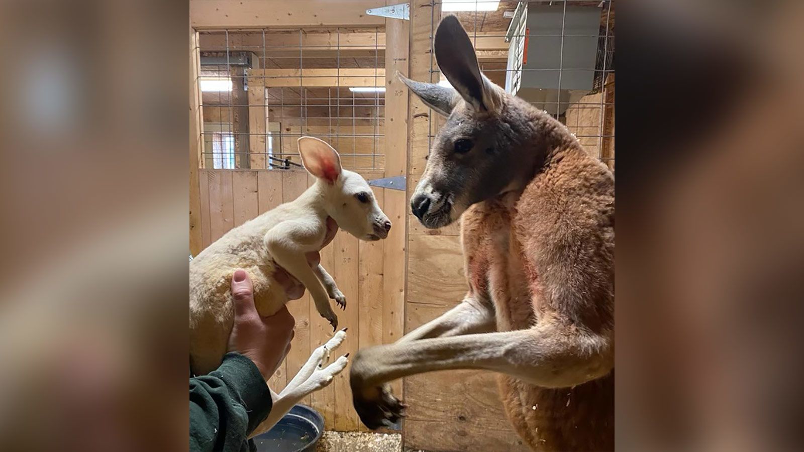 An extremely rare white kangaroo was born at a zoo in New York | CNN