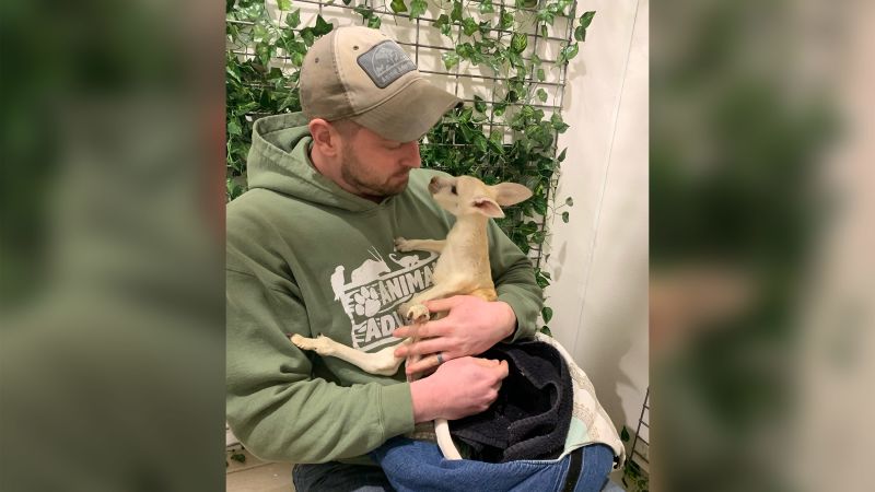 An extremely rare white kangaroo was born at a zoo in New York | CNN