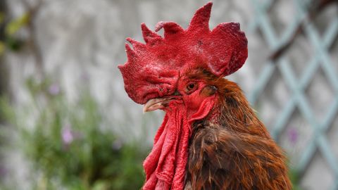 The rooster "Maurice" stands at Saint-Pierre-d'Oleron in La Rochelle, western France, on June 5, 2019. - A French court is set to rule on June 6, 2019 on whether a lively cockerel should be considered a neighbourly nuisance in a case that has led to shreiks of protest in the countryside. (Photo by XAVIER LEOTY / AFP)        (Photo credit should read XAVIER LEOTY/AFP via Getty Images)