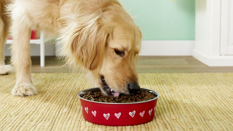 Cnn grain free outlet dog food