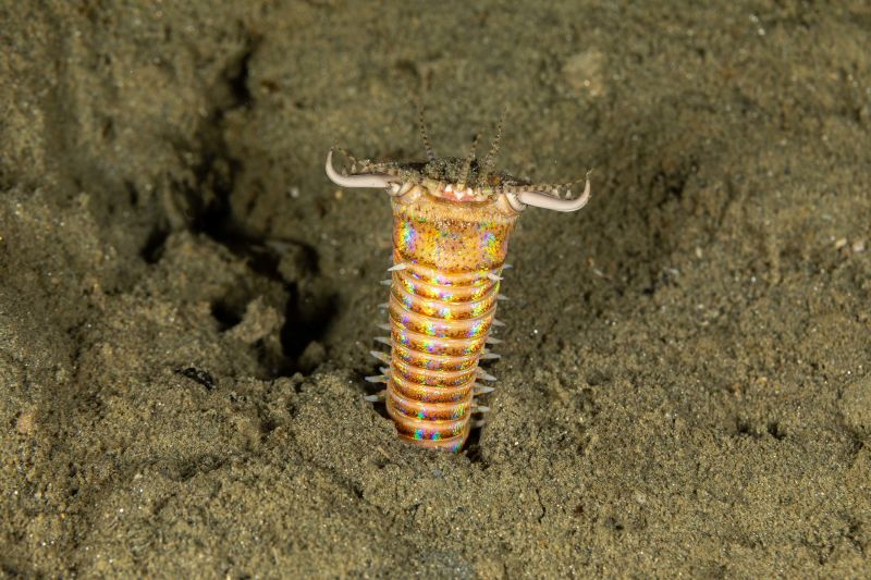 Fossil-hunters find giant predatory worm's lair | CNN