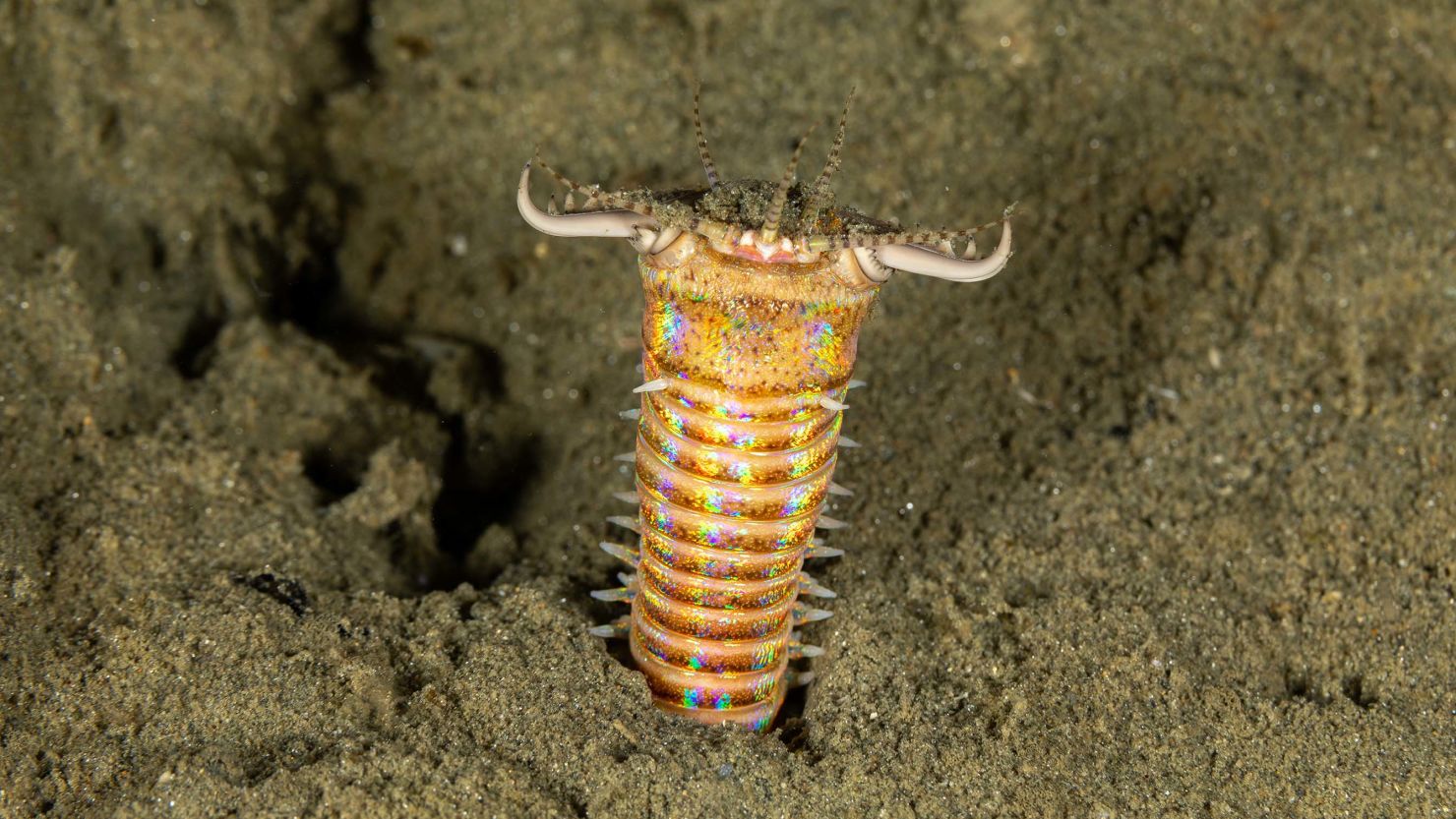 Experts think ancient worms, like the modern-day bobbit worm (pictured), colonized the seafloor waiting to ambush unsuspecting prey. 