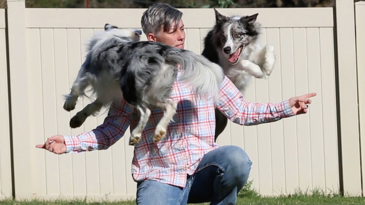 Emily Larlham and her dogs, Wish and Halo, achieved the Guinness World Records title for the most tricks performed by two dogs in one minute. 