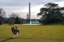 First dogs Champ and Major Biden moved into the White House on Sunday, January 24.