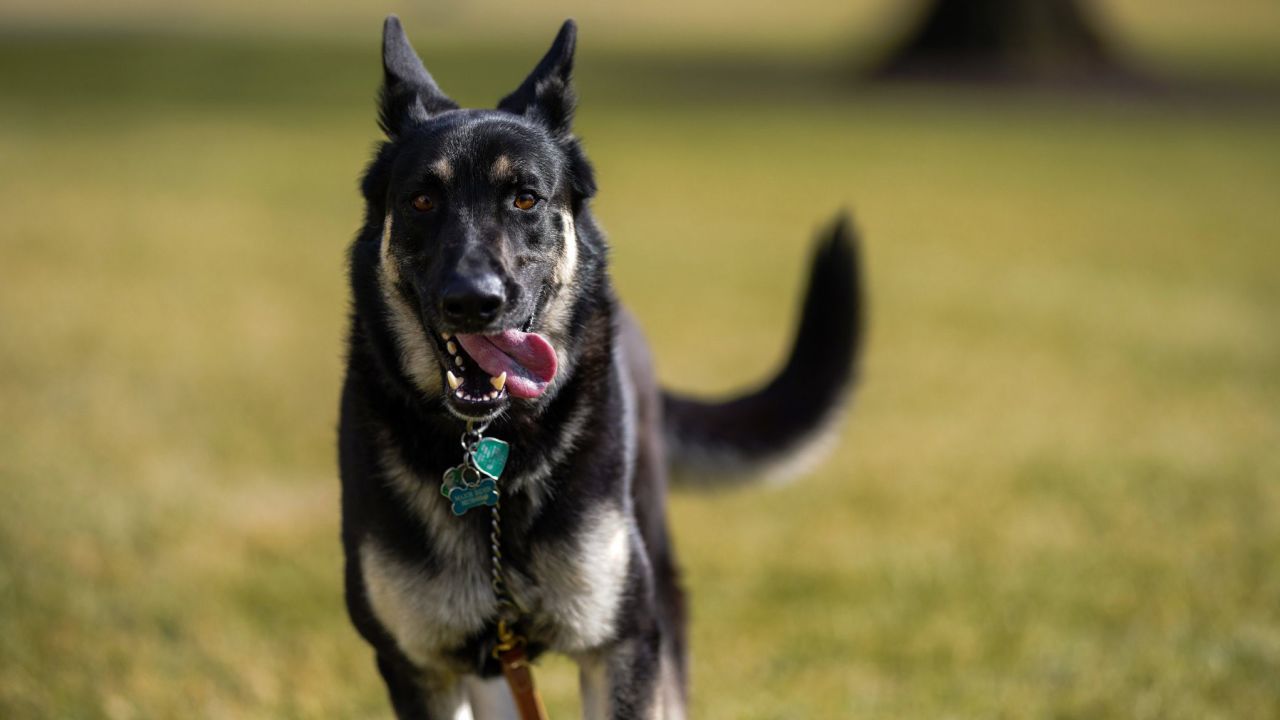 03 biden dogs white house