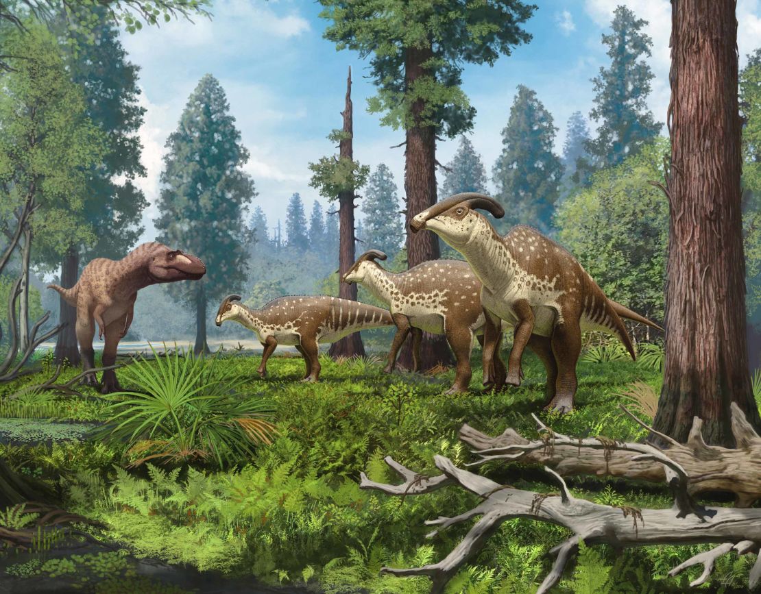 An illustration of a group of Parasaurolophus dinosaurs being confronted by a tyrannosaurid in the subtropical forests of New Mexico 75 million years ago. 