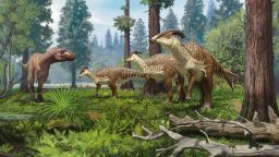 Life reconstruction of Parasaurolophus group being confronted by a tyrannosaurid in the subtropical forests of New Mexico 75 million years ago. 