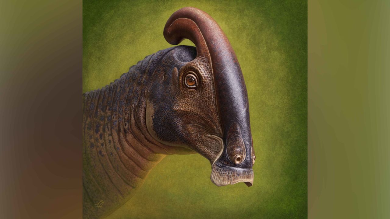 An illustration of the head of Parasaurolophus cyrtocristatus based on newly discovered remains.