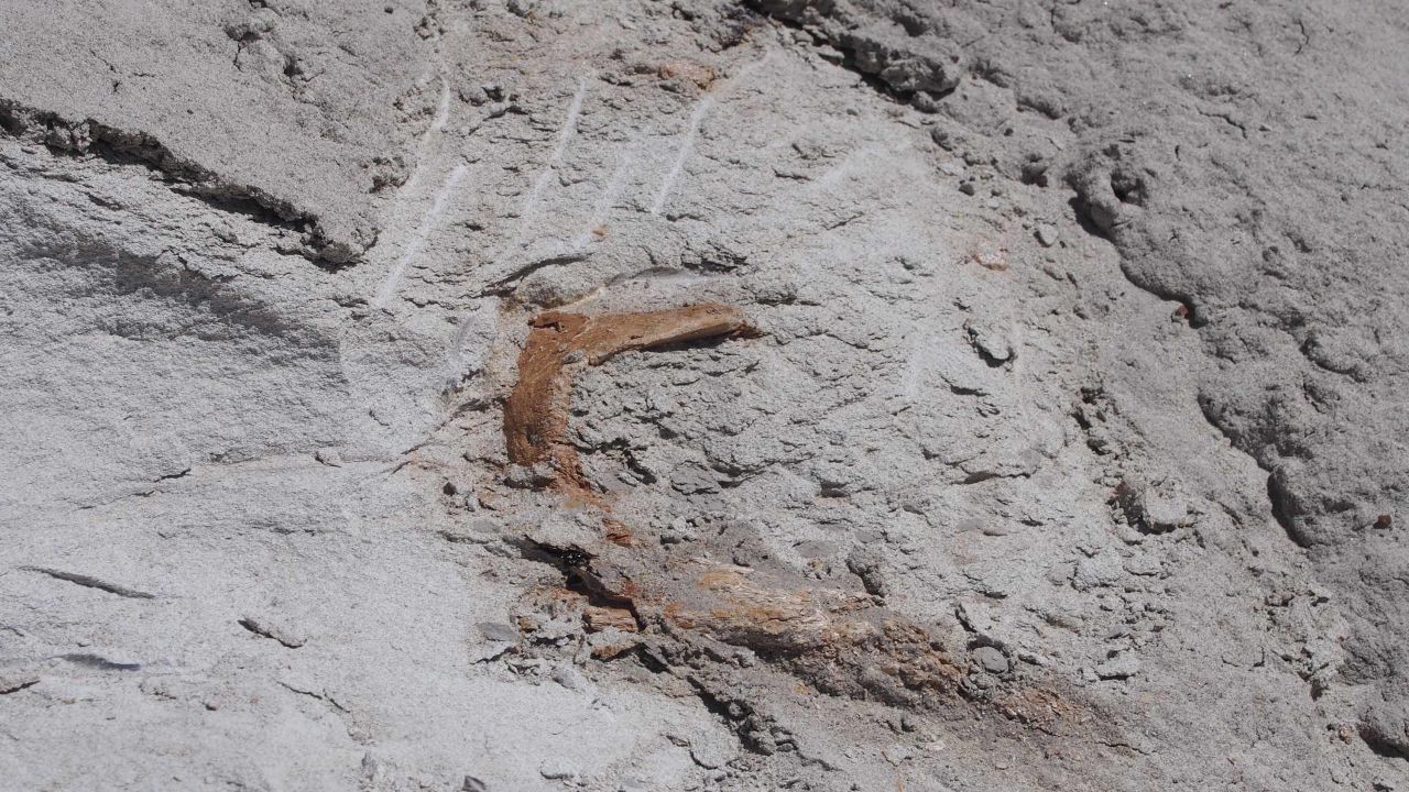 New skull of Parasaurolophus as originally exposed in the badlands of New Mexico.