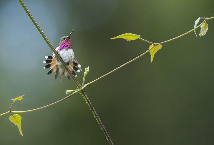 Roberto Pedraza Ruiz has taken countless photographs showcasing the beauty of his home in Mexico's Sierra Gorda, and the animals that live there. This bumblebee hummingbird, which gets its name from the buzz of its wingbeats, lives in the region's rainforests. At about 7 centimeters (2.75 inches) in length, it is one of the smallest birds in the world (second only to Cuba's bee hummingbird). <strong>Click through to see Pedraza Ruiz's stunning images of Sierra Gorda. </strong><br />