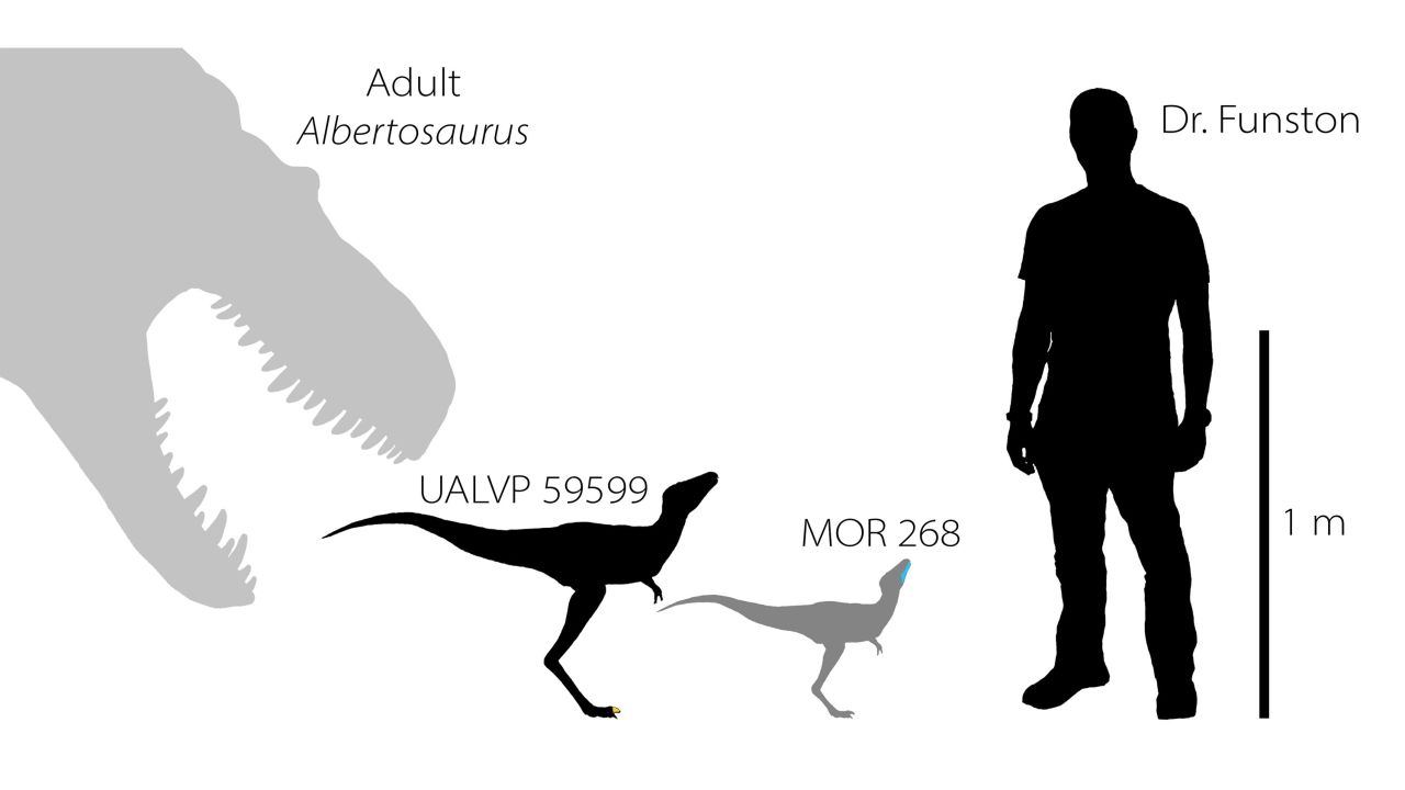 The tyrannosaurs would have reached around 35 feet in length when fully grown. Left to right, a fully grown Albertsosaurus, an Albertosaurus embryo, a Daspletosaurus embryo.