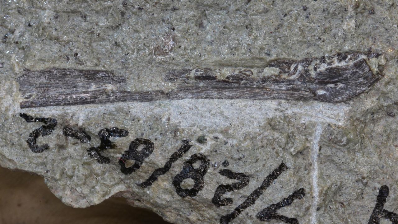 The jaw bone of a tyrannosaur embryo