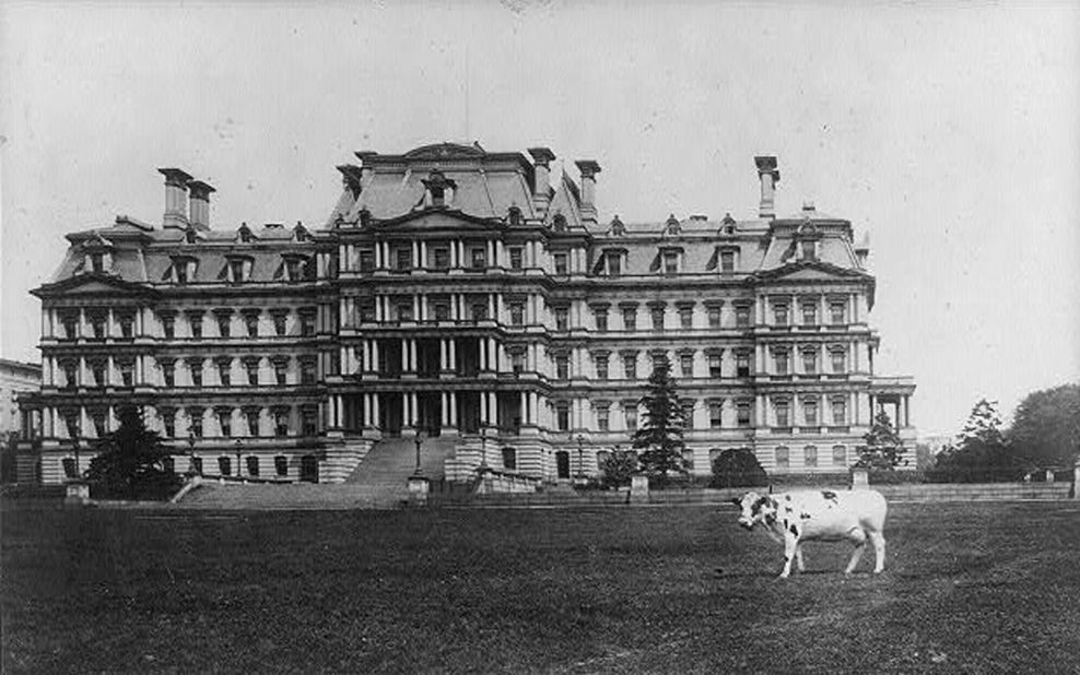 Pauline, one of William Howard Taft's pet cows, stands on the lawn of the State, War and Navy Building in Washington. Pauline also was known to graze on the White House lawn.