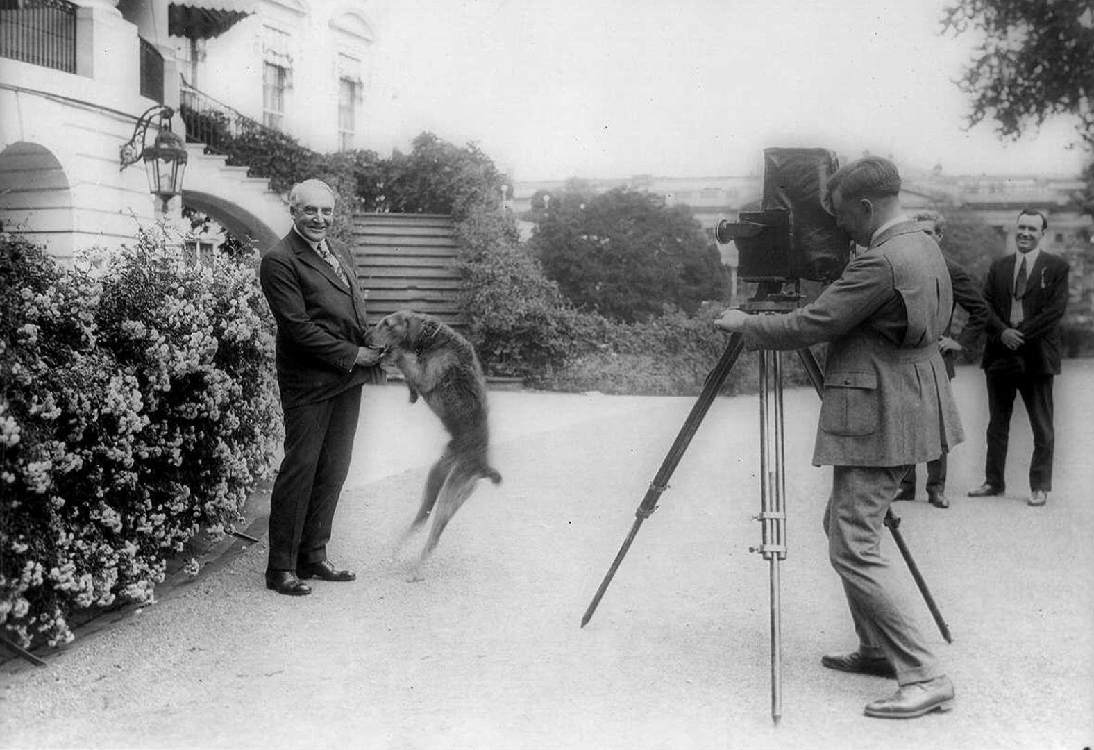 Warren G. Harding and his dog Laddie Boy are photographed in front of the White House in 1922. Laddie Boy was an Airedale terrier.