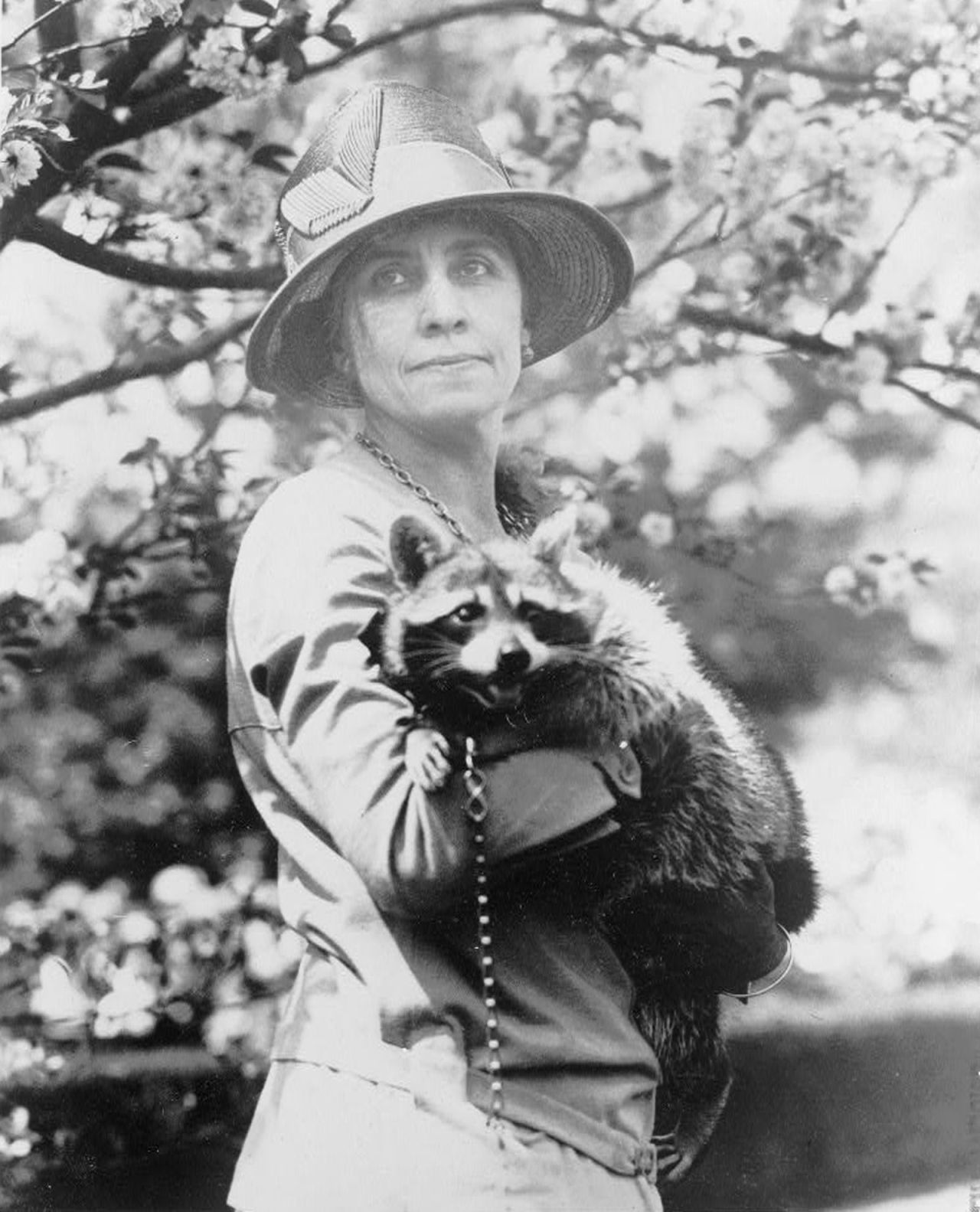 First lady Grace Coolidge holds her pet raccoon, Rebecca. Rebecca was sent to the Coolidges as a gift to cook on Thanksgiving -- yes, you read that right -- but the first family decided to adopt the animal instead.