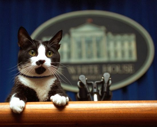 The Clinton family cat, Socks, peers over a podium in the White House briefing room in 1994.