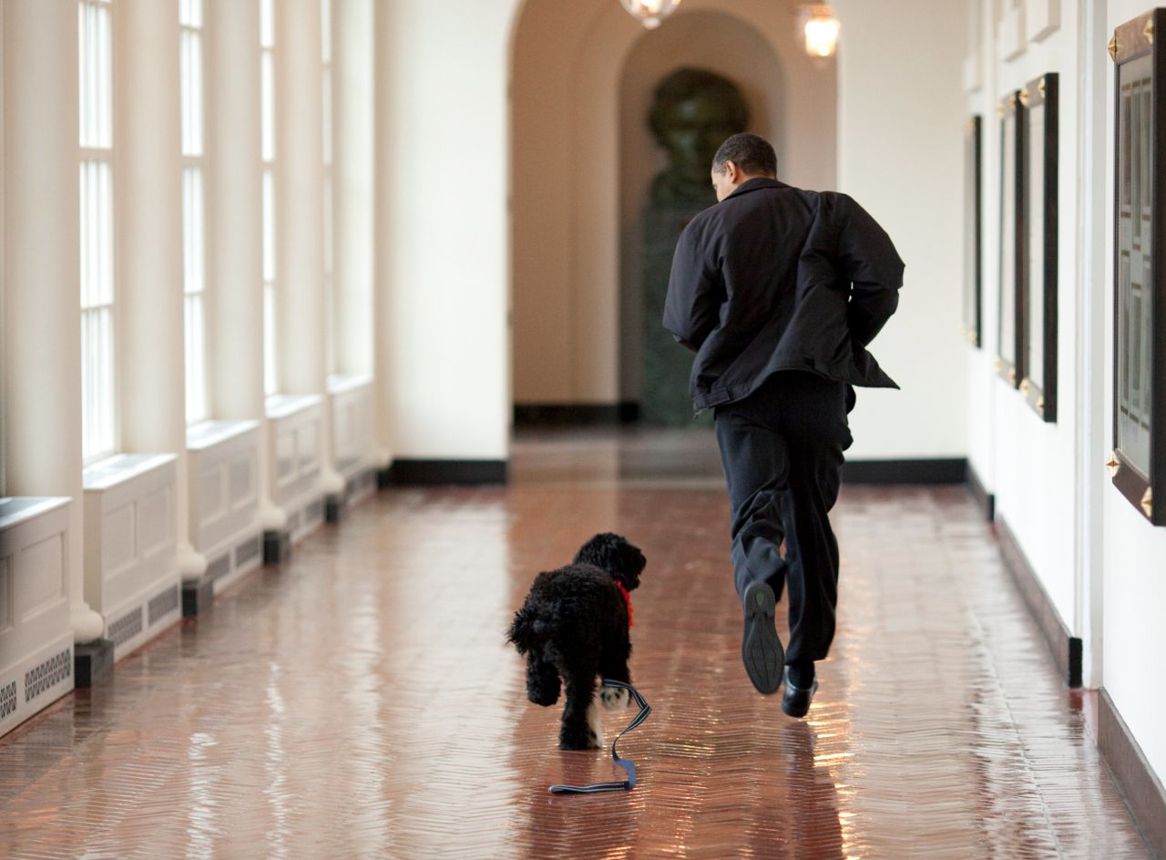 Barack Obama runs down a corridor with Bo, a Portuguese water dog, after the first family adopted him in 2009. The Obamas later adopted another one named Sunny. The breed was chosen because of Malia Obama's allergies. The coats of Portuguese water dogs are hypoallergenic.