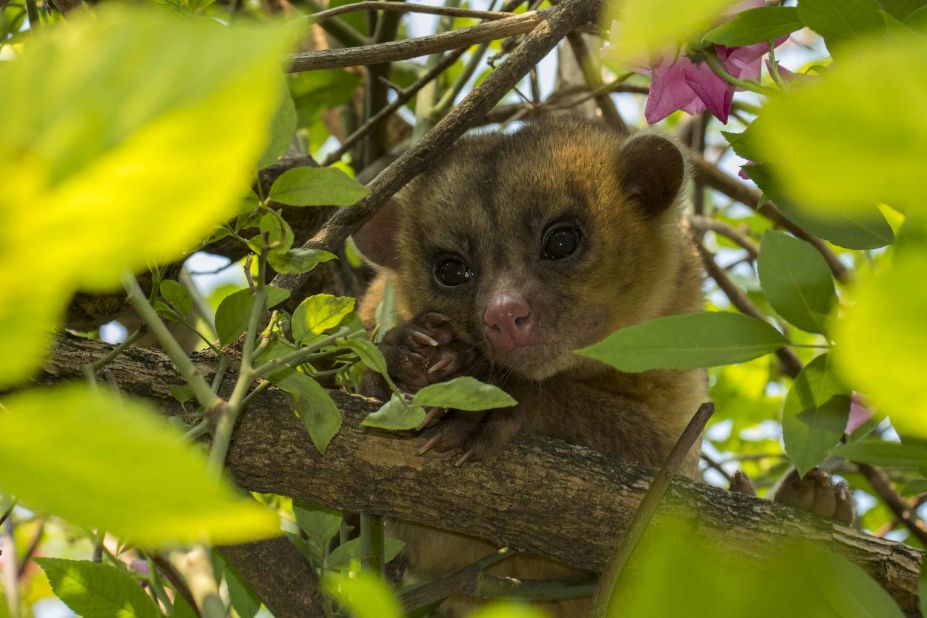 Six years ago, Pedraza Ruiz received a phone call about a "golden monkey" feeding in orange orchards in a nearby town. Right away, he knew it was a kinkajou -- because there are no golden monkeys in Mexico. He snapped this photograph after capturing the animal and releasing it back into the tropical forest. A close relative of the raccoon, the kinkajou is not considered endangered, but it is threatened by human activity and habitat encroachment. <br />