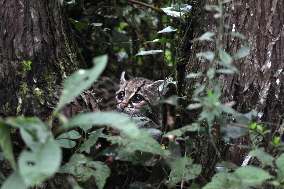 When Pedraza Ruiz released this margay back into the forests around 10 years ago, he captured the moment on camera. He says the animal was around one year old and had been poached and taken away from its mother. The margay is one of Mexico's six wild cat species, which are all found in Sierra Gorda. It spends a lot of its time in trees and is threatened by habitat loss. <br />