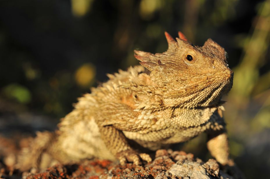 Despite its name, the horny toad is actually a lizard. Pedraza Ruiz says this is the only one he has ever seen in his decades living in Sierra Gorda. "It had a lot of attitude, lazy with dignity, you have to respect them," he says. Native to desert regions in North and Central America, horny toads are rare and not easy to find. The species is another victim of a bustling pet trade.