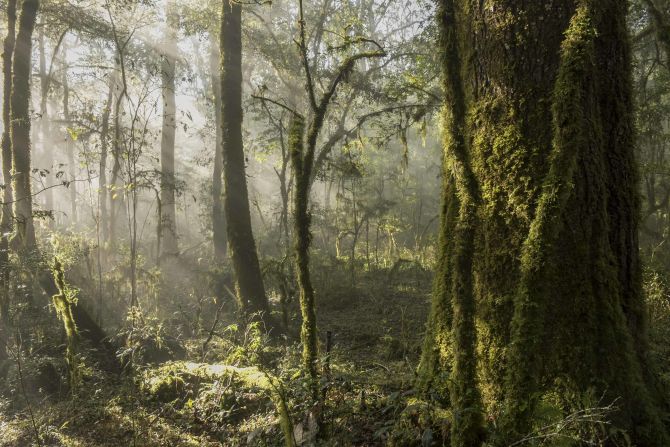 This cloud forest was one of the first forests protected from logging by the Sierra Gorda Ecological Group. Within the last decade, two species of magnolia that are new to science were discovered here and one -- the Magnolia pedrazae -- was named after the Pedraza Ruiz family. Shrouded in mist, cloud forests are home to many species endemic to the region. According to Pedraza Ruiz, his team once recorded a black bear and a jaguar with the same camera trap.<br />