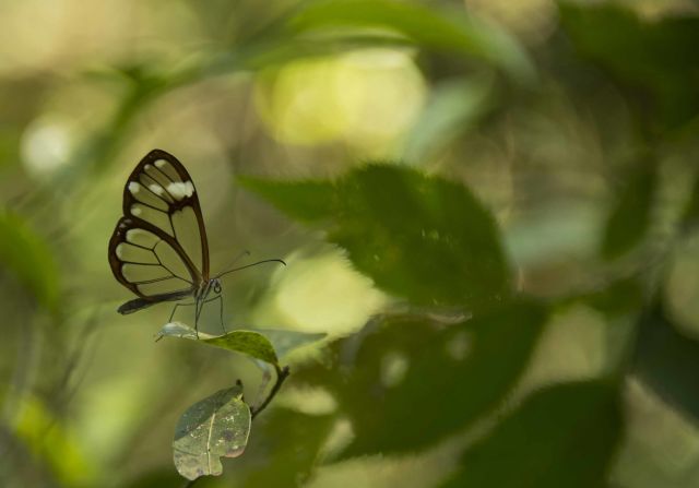 Sierra Gorda is home to around 800 species of butterflies, including the ethereal glass wing butterfly which dwells in the region's cloud forests. The butterfly's delicate, transparent wings make them hard for predators to spot.  <br />