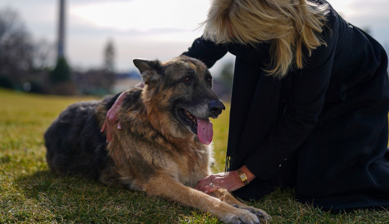 Champ was one of the Biden family's German shepherds. <a href="index.php?page=&url=https%3A%2F%2Fwww.cnn.com%2F2021%2F06%2F19%2Fpolitics%2Fchamp-biden-german-shepherd-dog-dies%2Findex.html" target="_blank">He died in June 2021</a> at the age of 13.